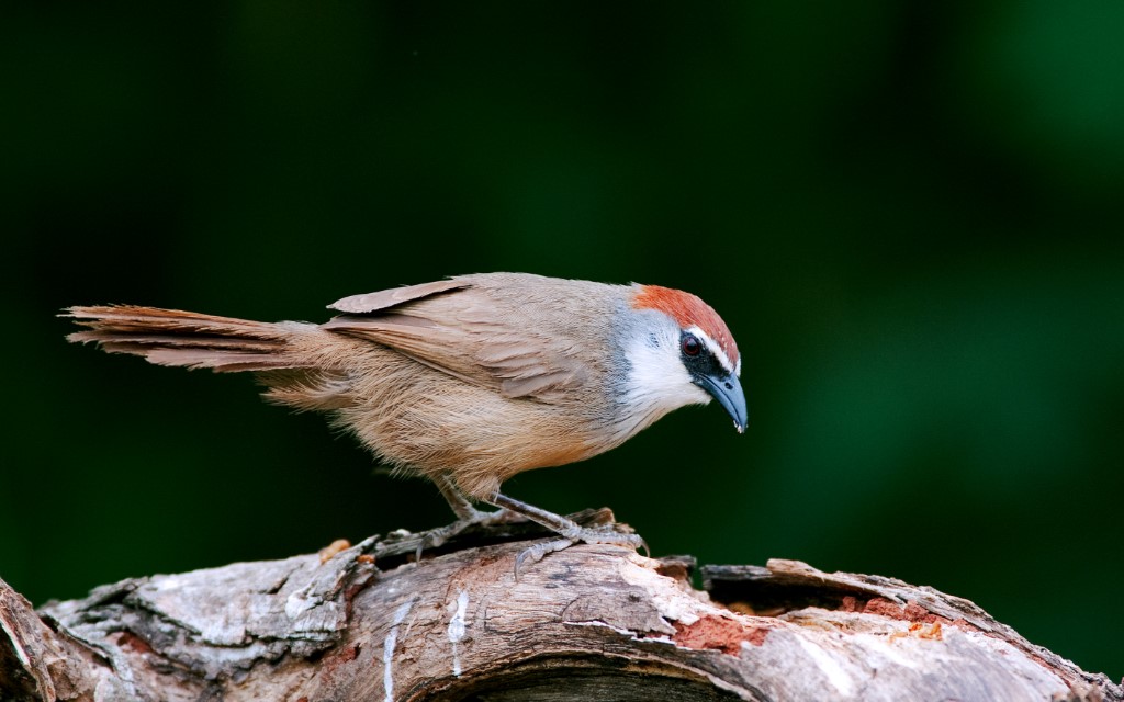 Perching Birds